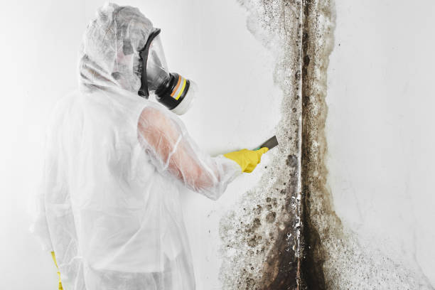 Best Kitchen Mold Remediation in English, IN
